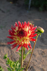 Dahlie Summer Breeze