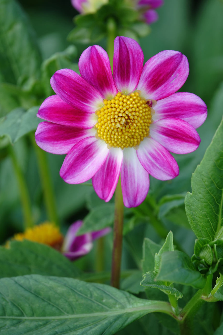 Dahlie Sweetheart