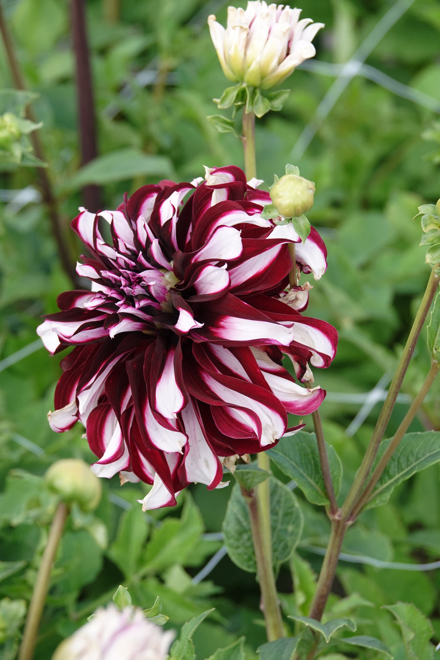 Dahlia-Tartan