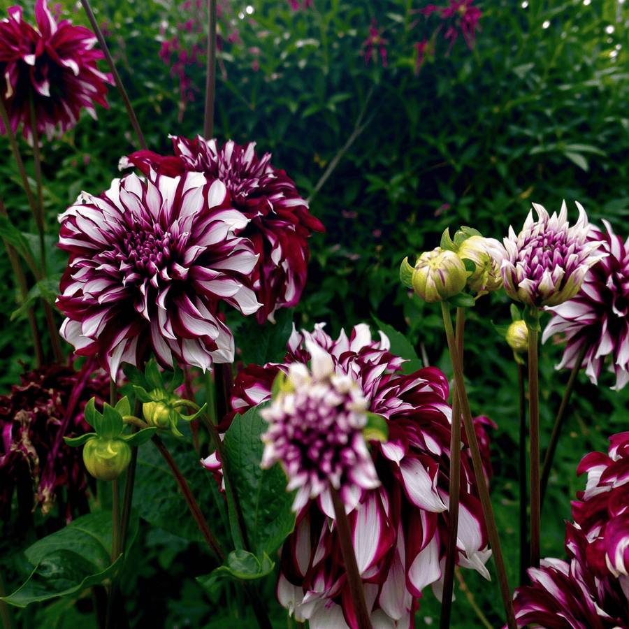 Dahlia-Tartan
