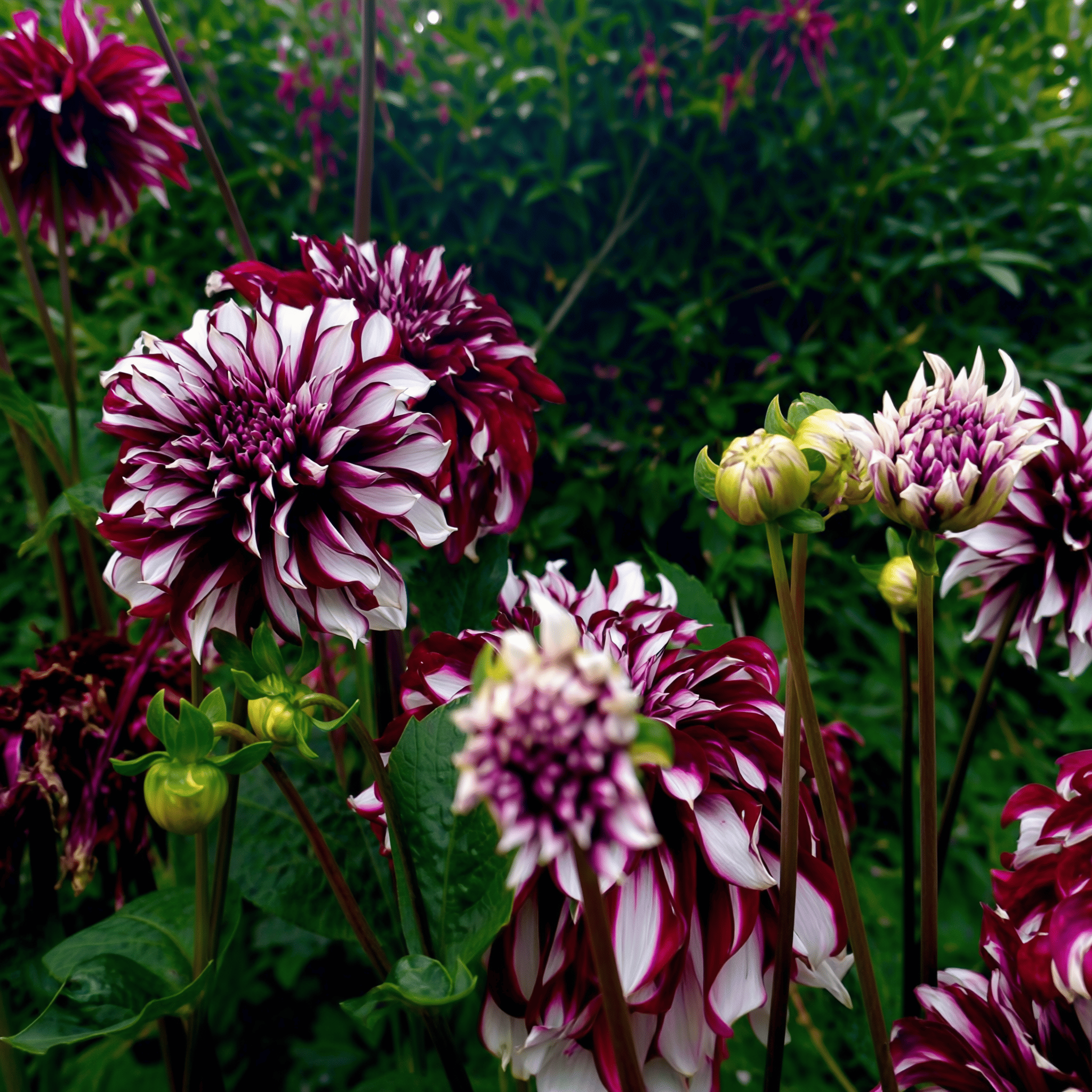 Dahlia-Tartan