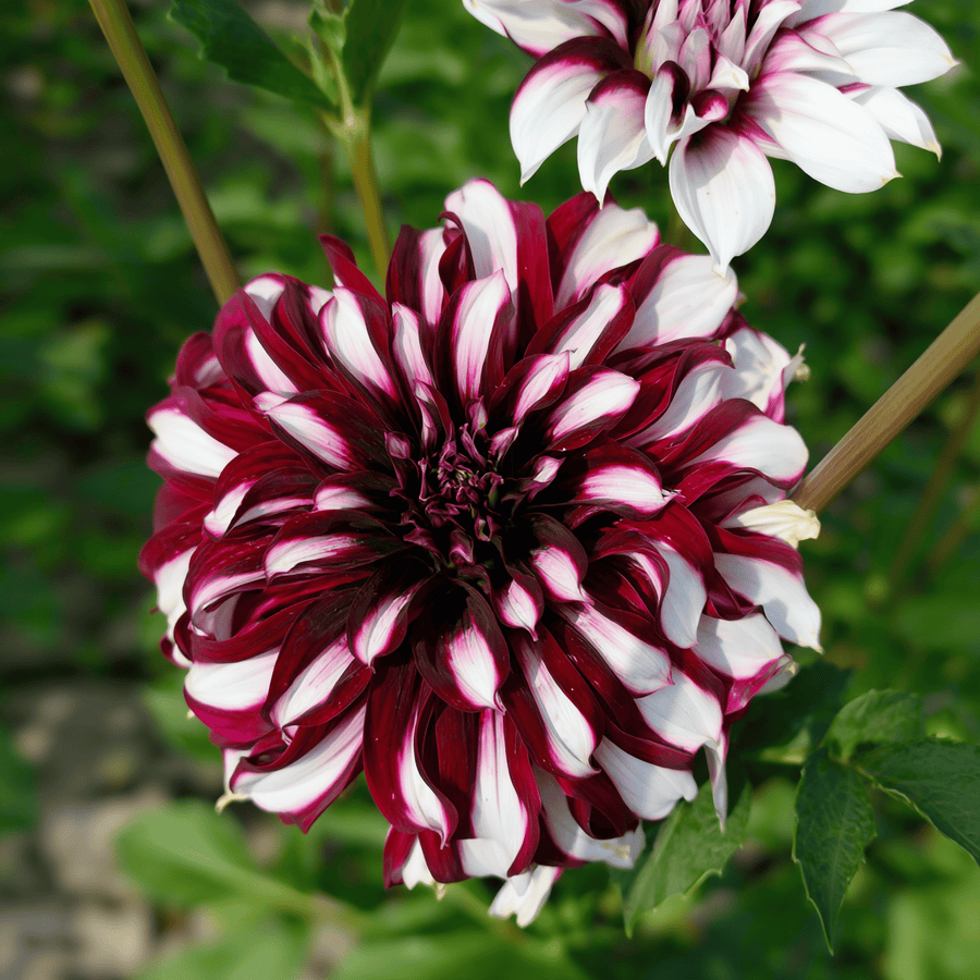 Dahlia-Tartan