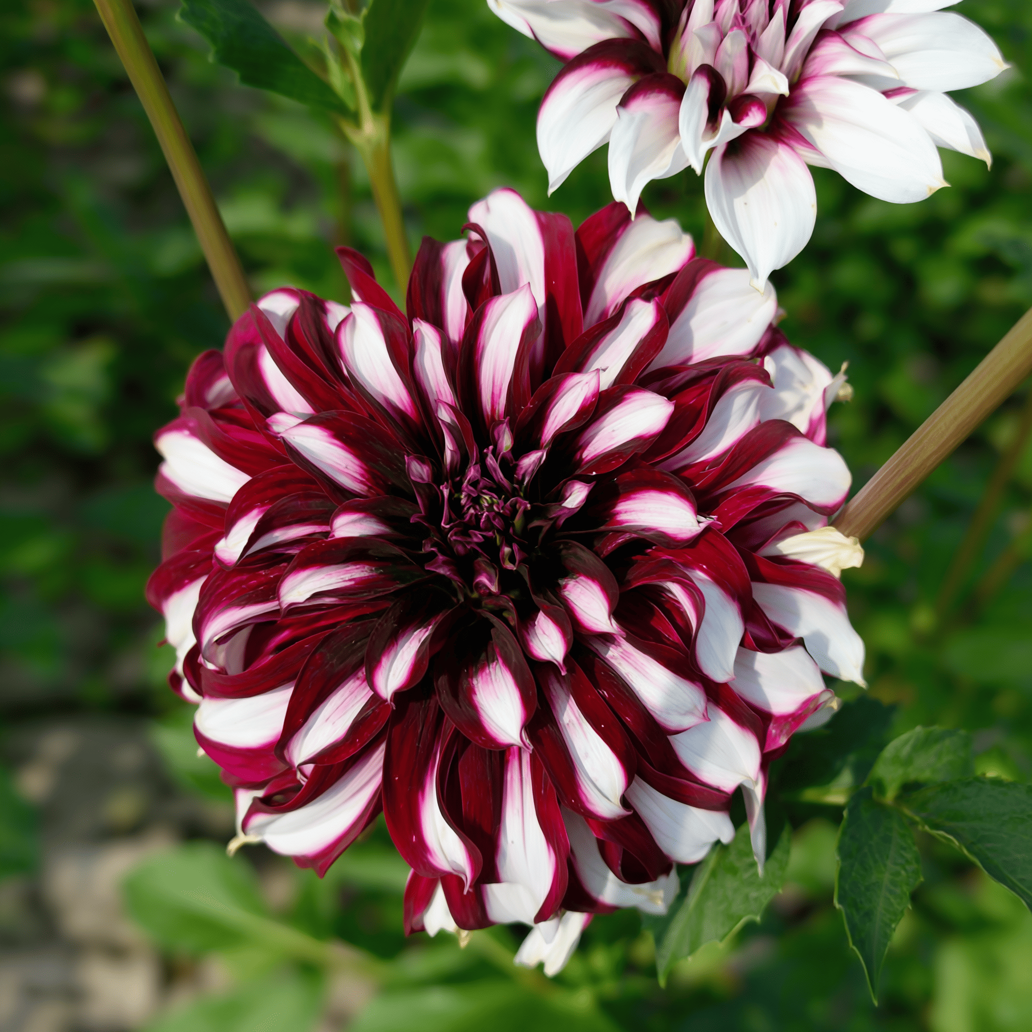 Dahlia-Tartan