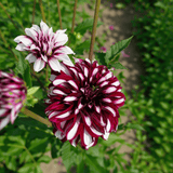 Dahlia-Tartan