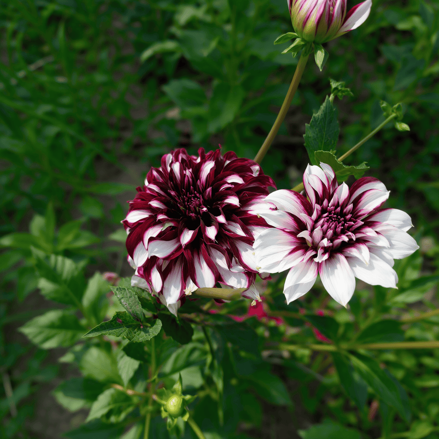 Dahlia-Tartan