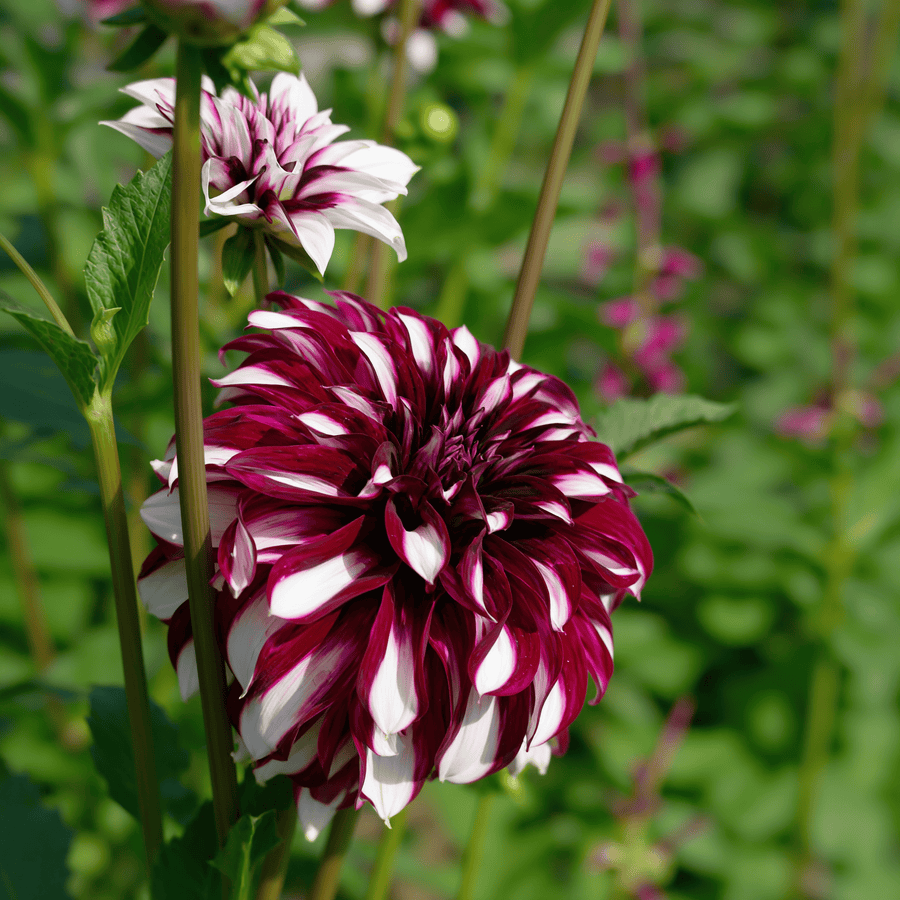 Dahlia-Tartan