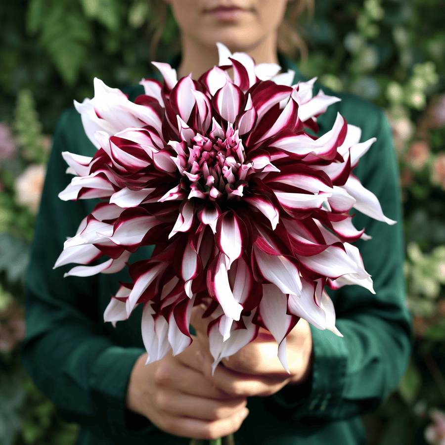 Dahlia-Tartan