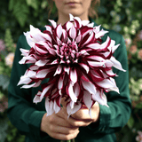 Dahlia-Tartan
