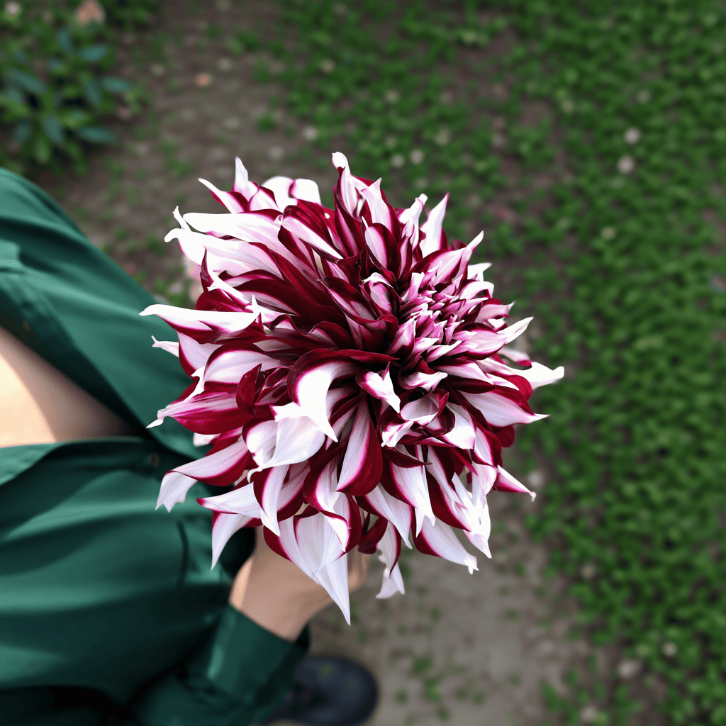 Dahlia-Tartan