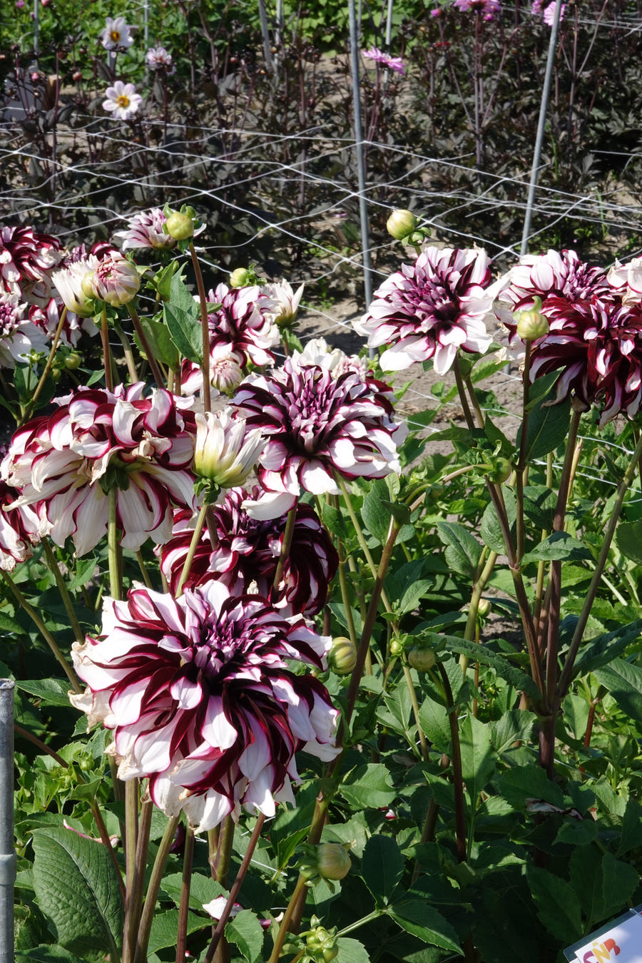 Dahlia-Tartan