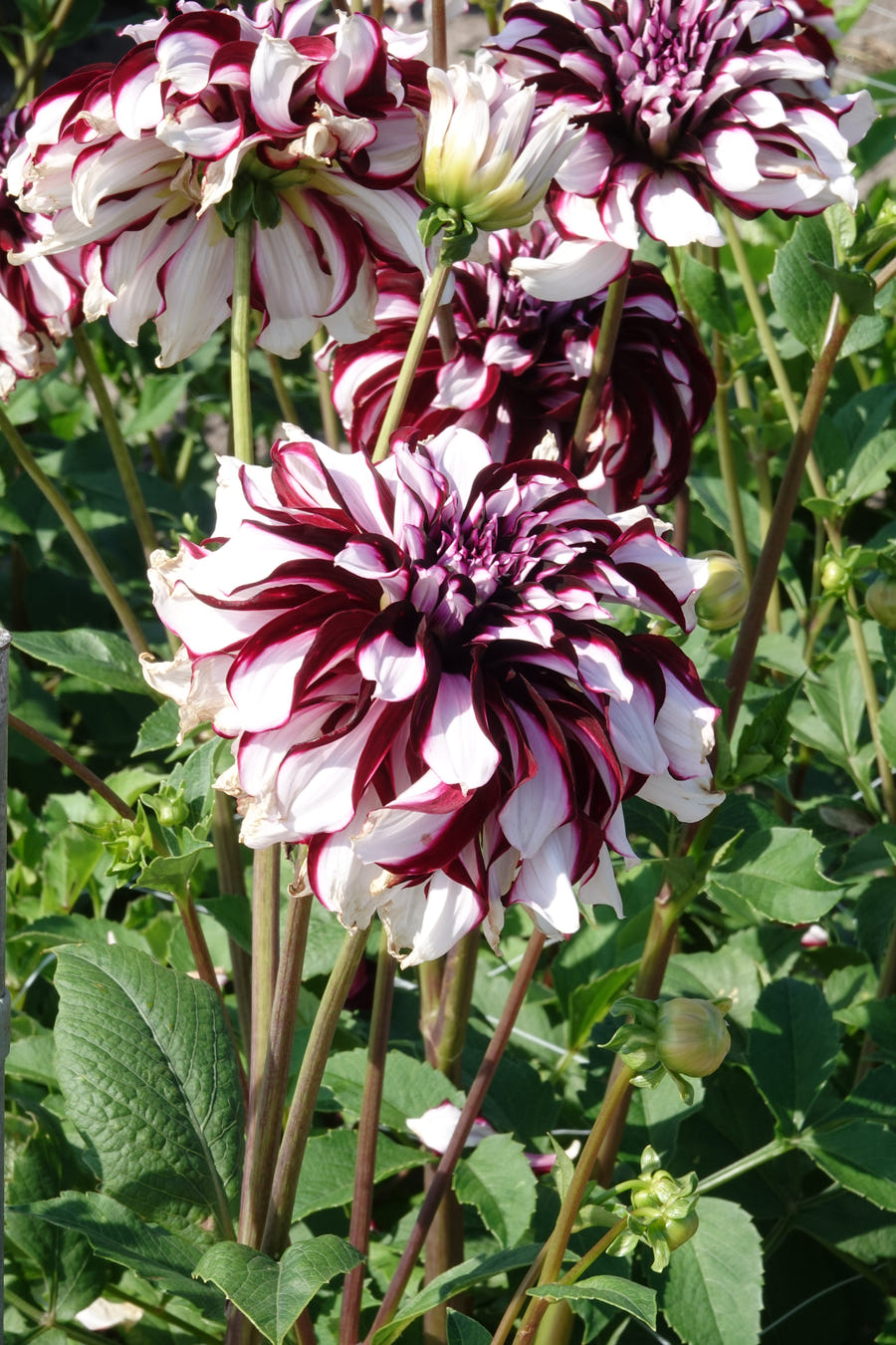 Dahlia-Tartan