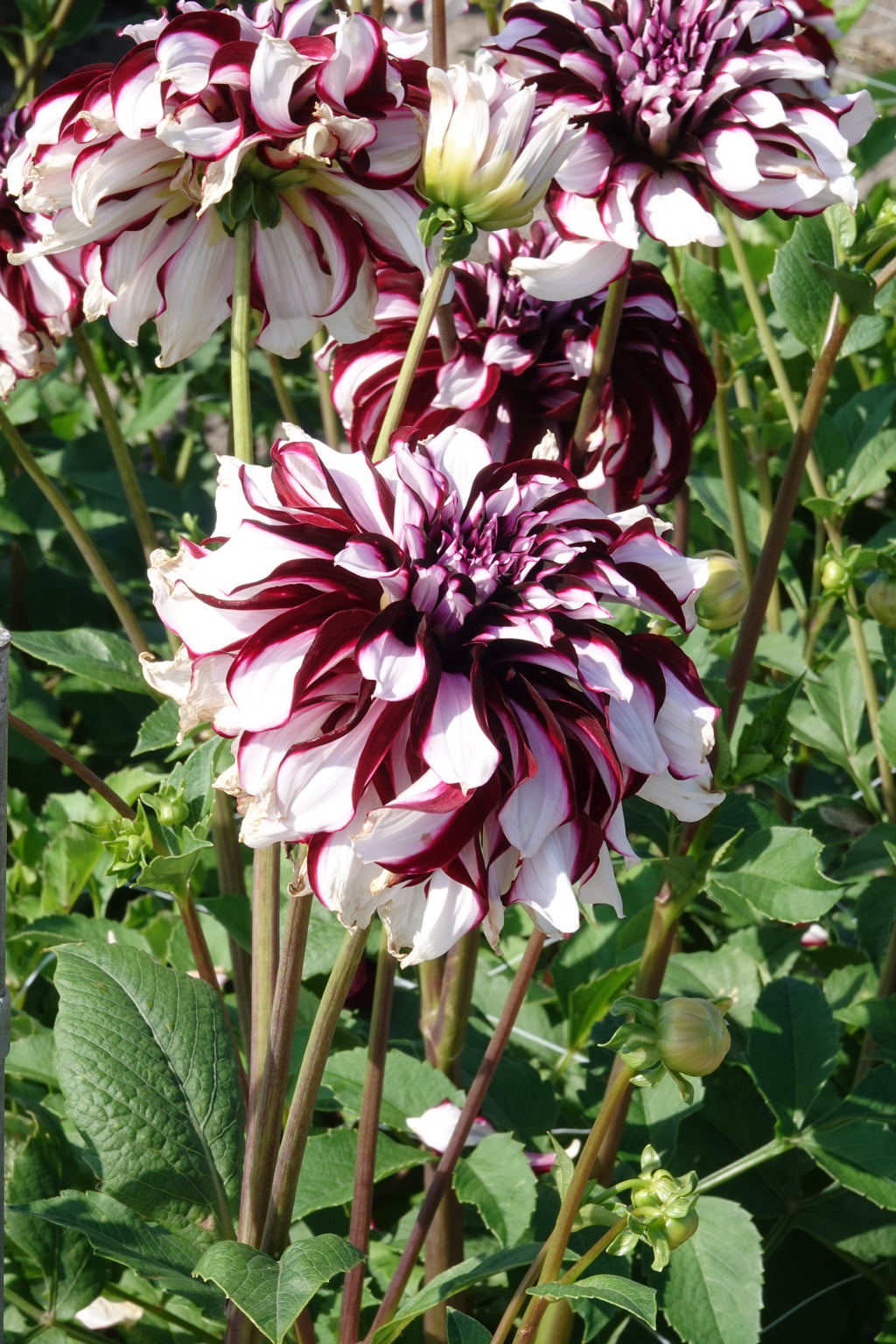 Dahlia-Tartan