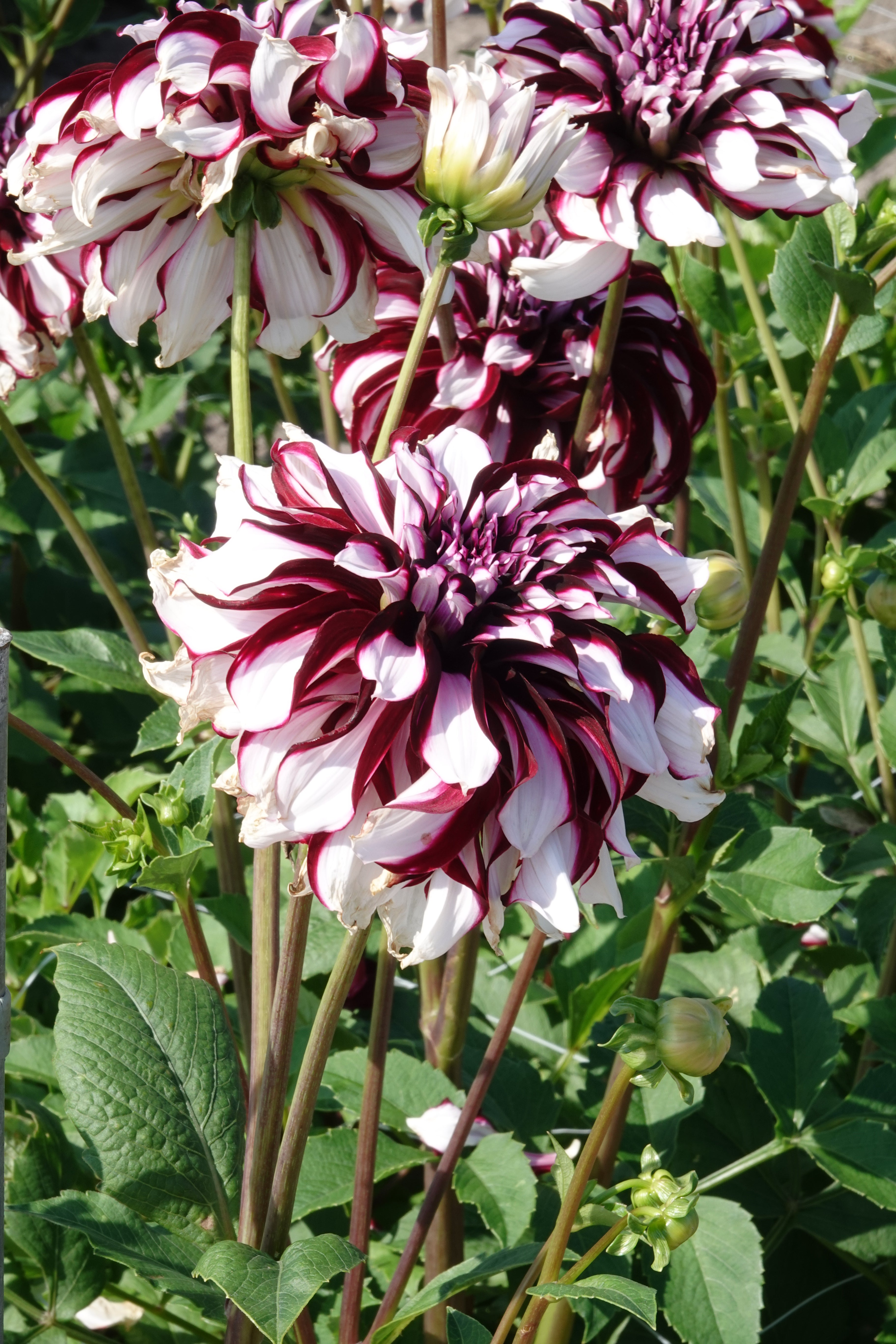 Dahlia-Tartan