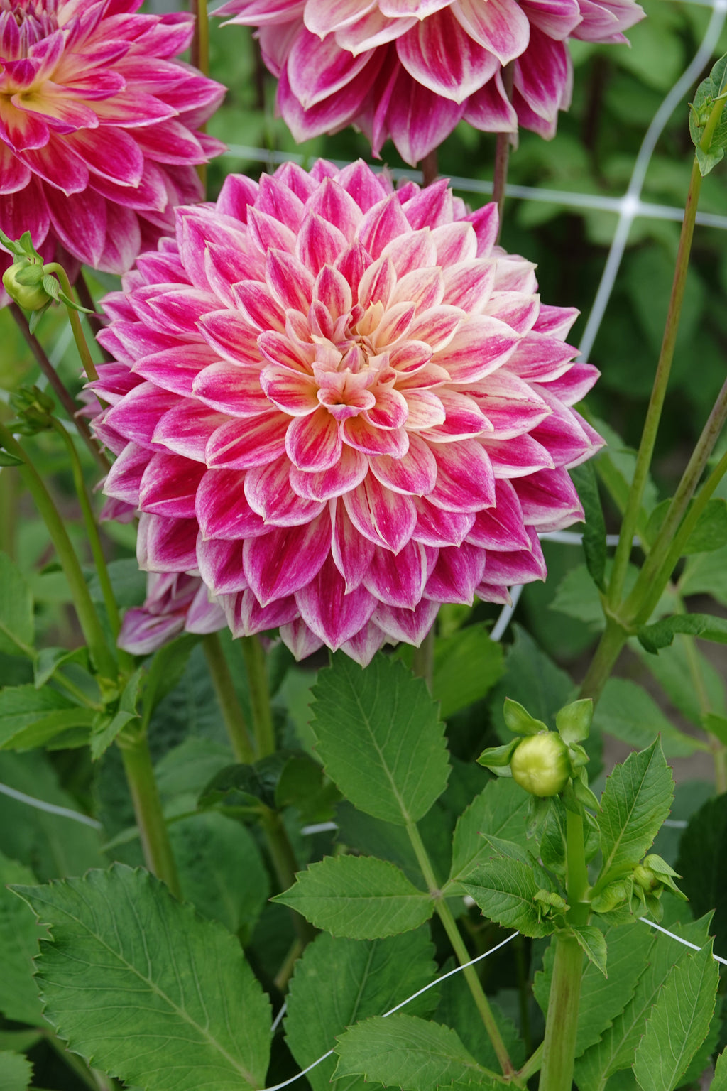 Dahlia Tempel der Schönheit