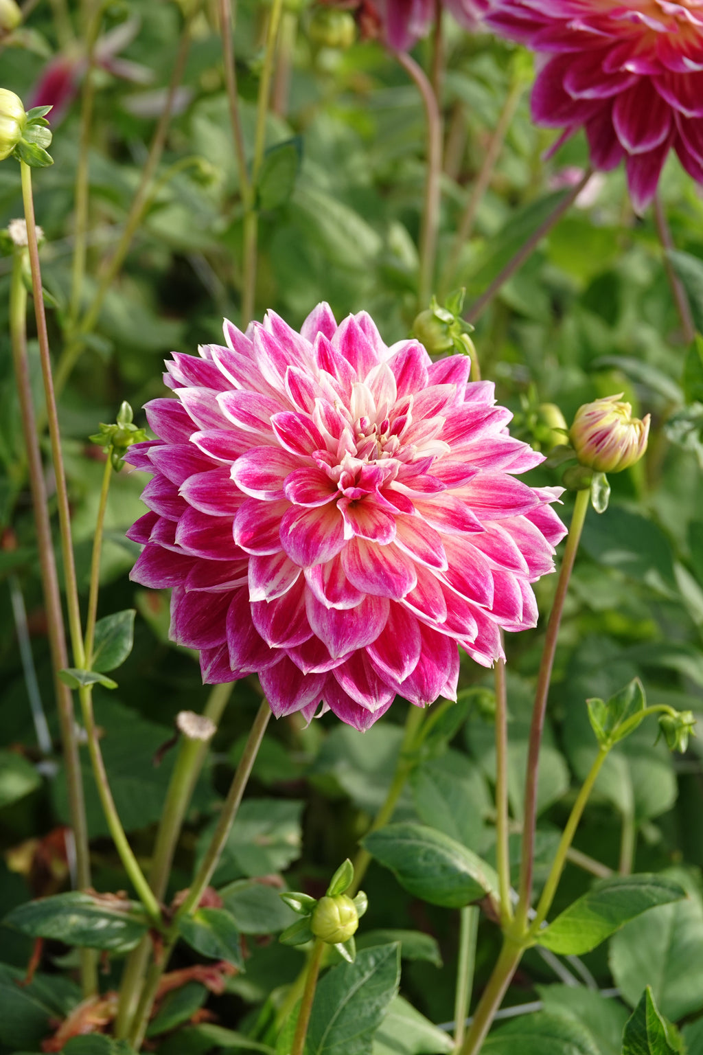 Dahlia Tempel der Schönheit