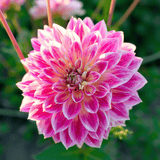 Dahlia Tempel der Schönheit