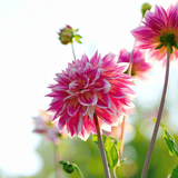 Dahlia Tempel der Schönheit