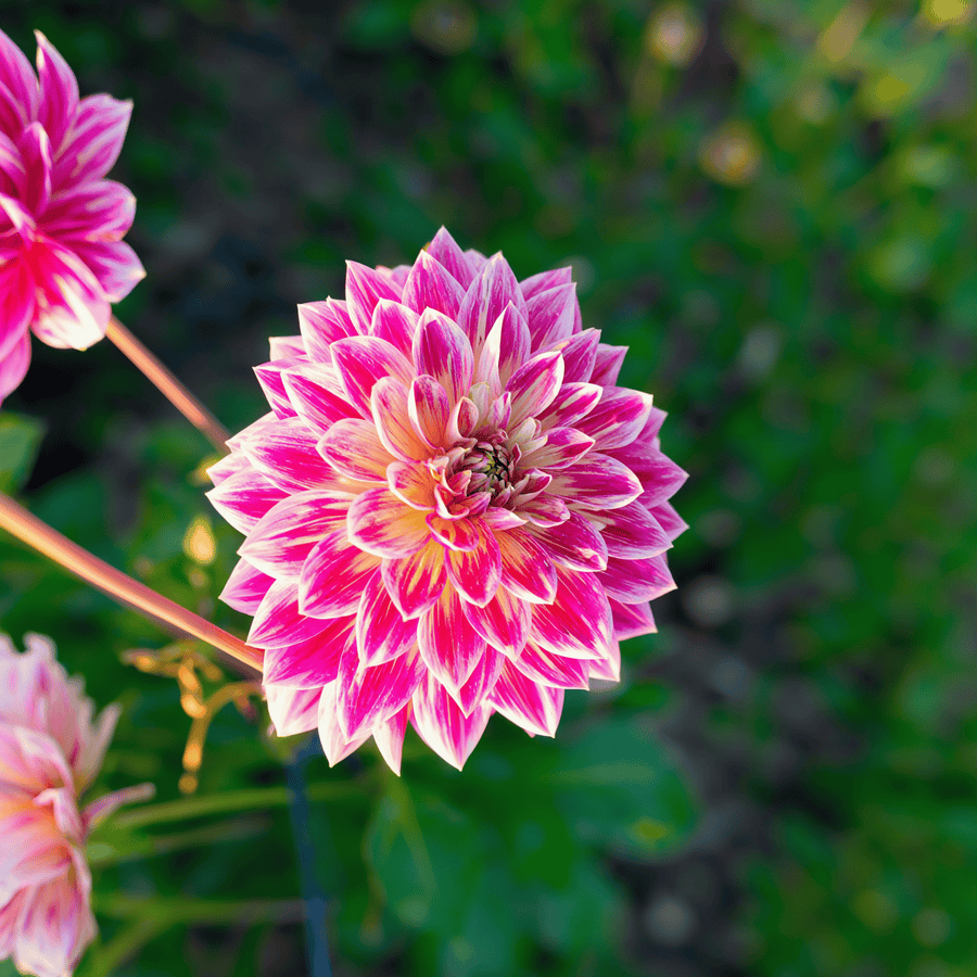 Dahlia Temple Of Beauty