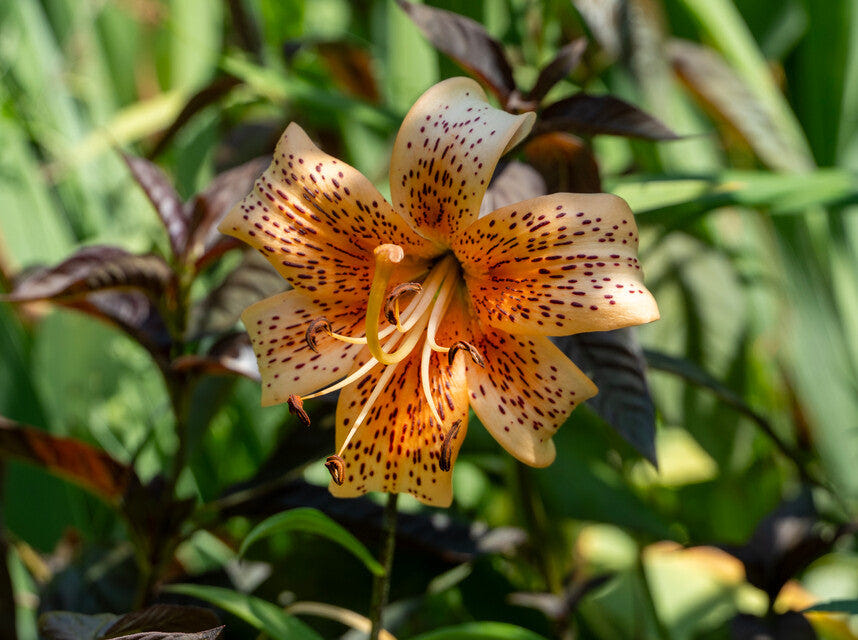 Lilium Tiger Babies