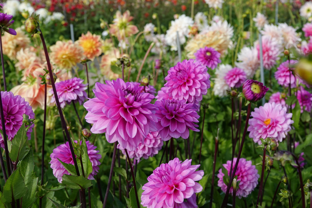 Dahlia Tolledo