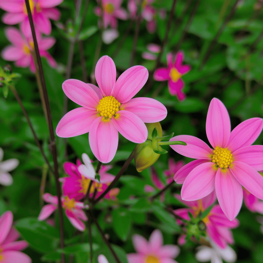 Dahlie Top Mix Rosa