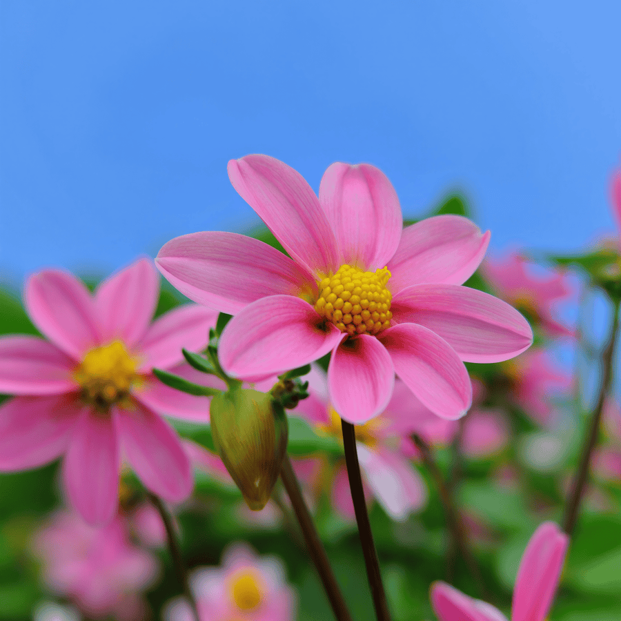Dahlie Top Mix Rosa