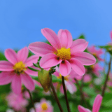 Dahlie Top Mix Rosa