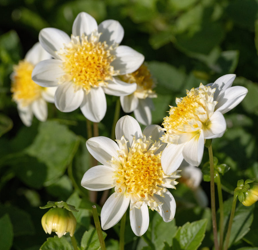 Dahlia Toto