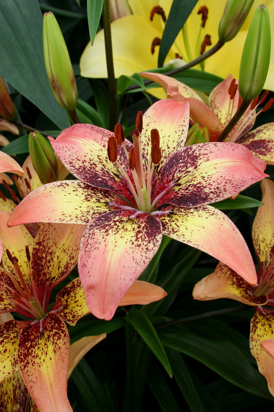 Lilium Tribal Dance