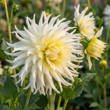 Dahlia Mondbote