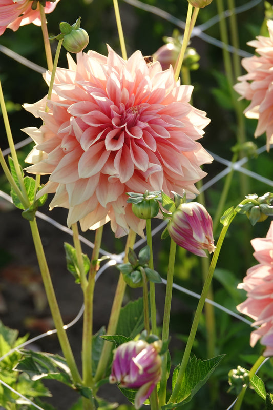 Dahlia Tyrell