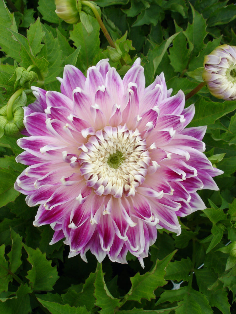 Dahlie Vancouver