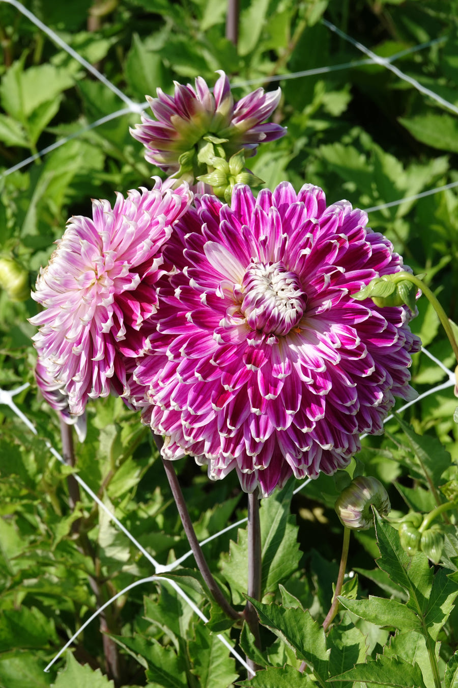 Dahlie Vancouver
