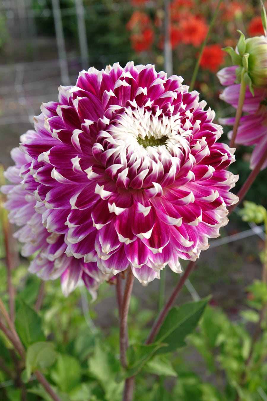 Dahlie Vancouver