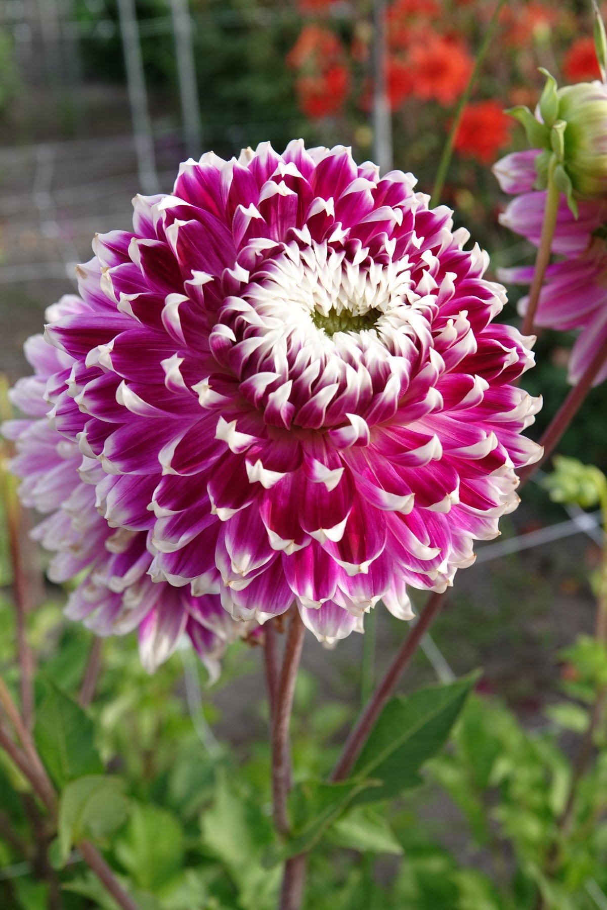 Dahlie Vancouver