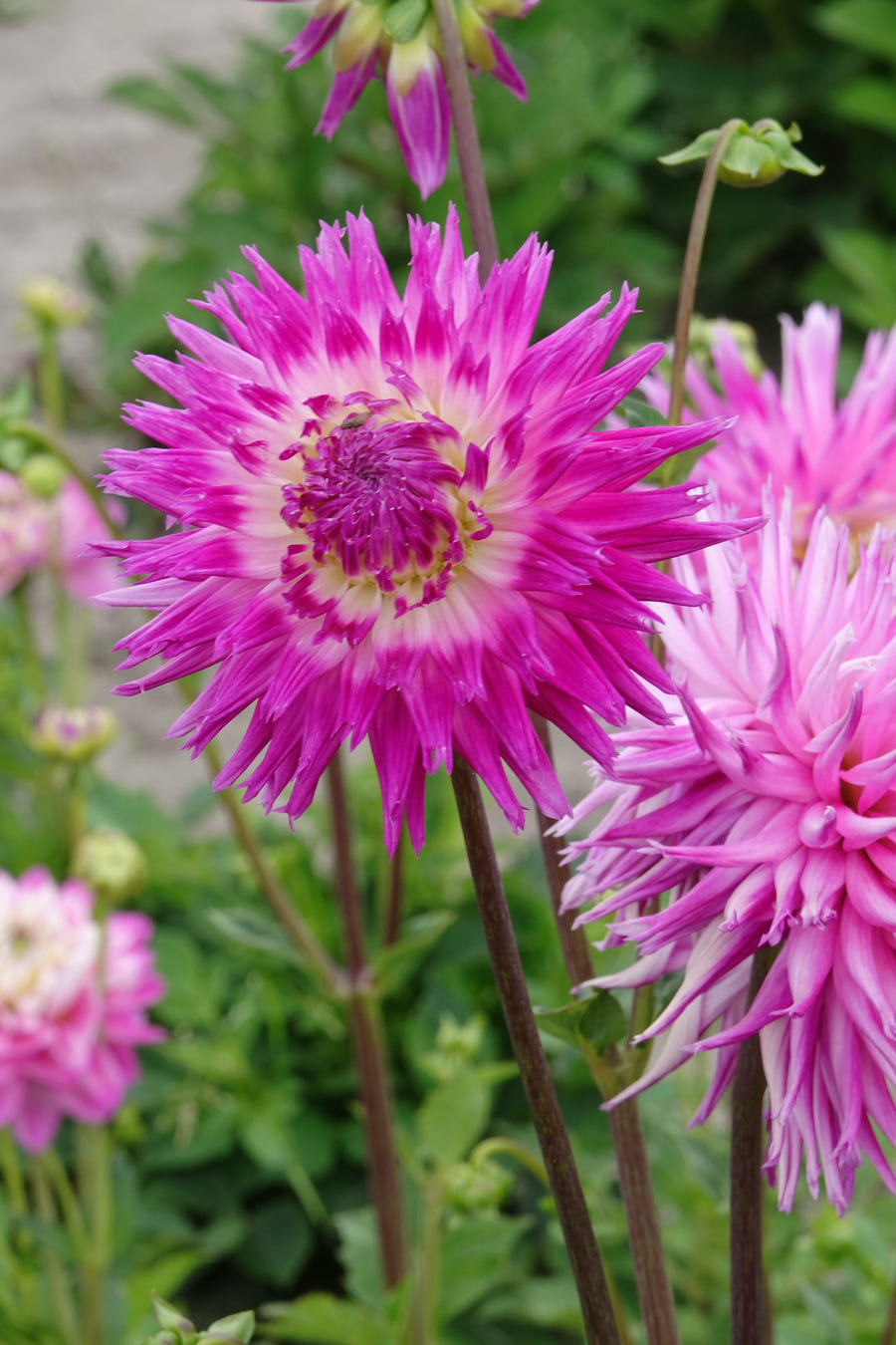 Dahlia Veritable