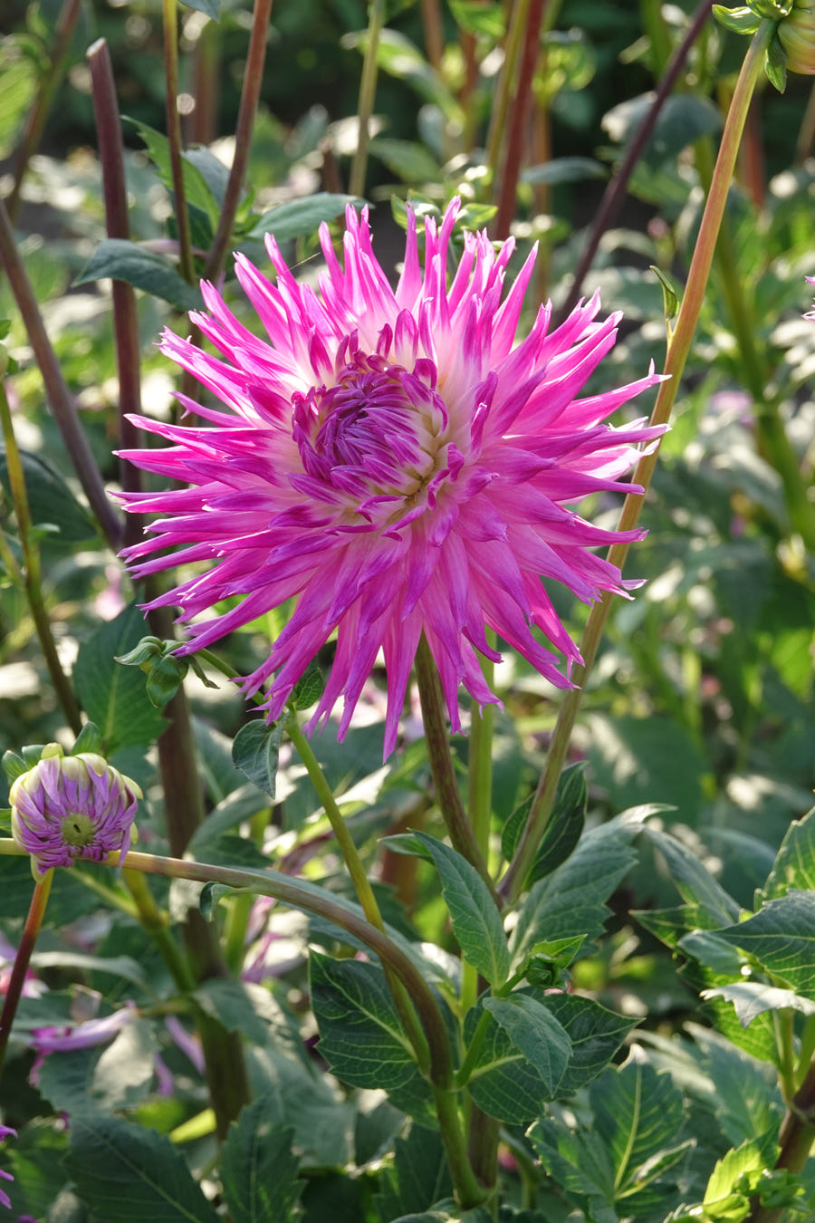 Dahlia Veritable