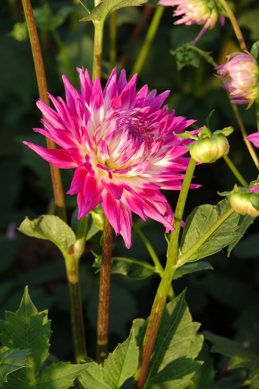 Dahlia Veritable