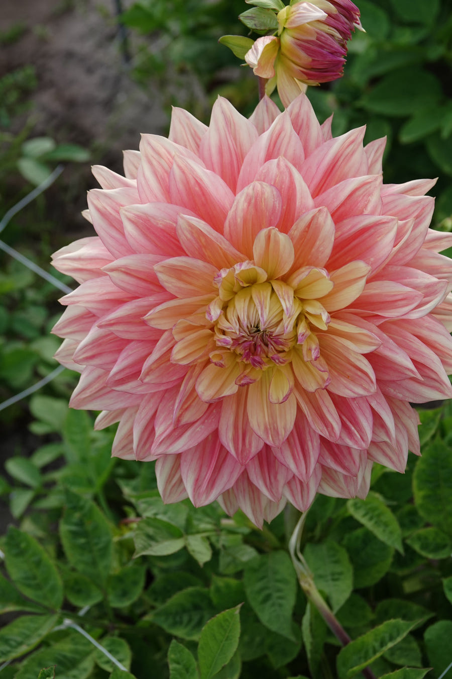 Dahlie Wandas Aurora