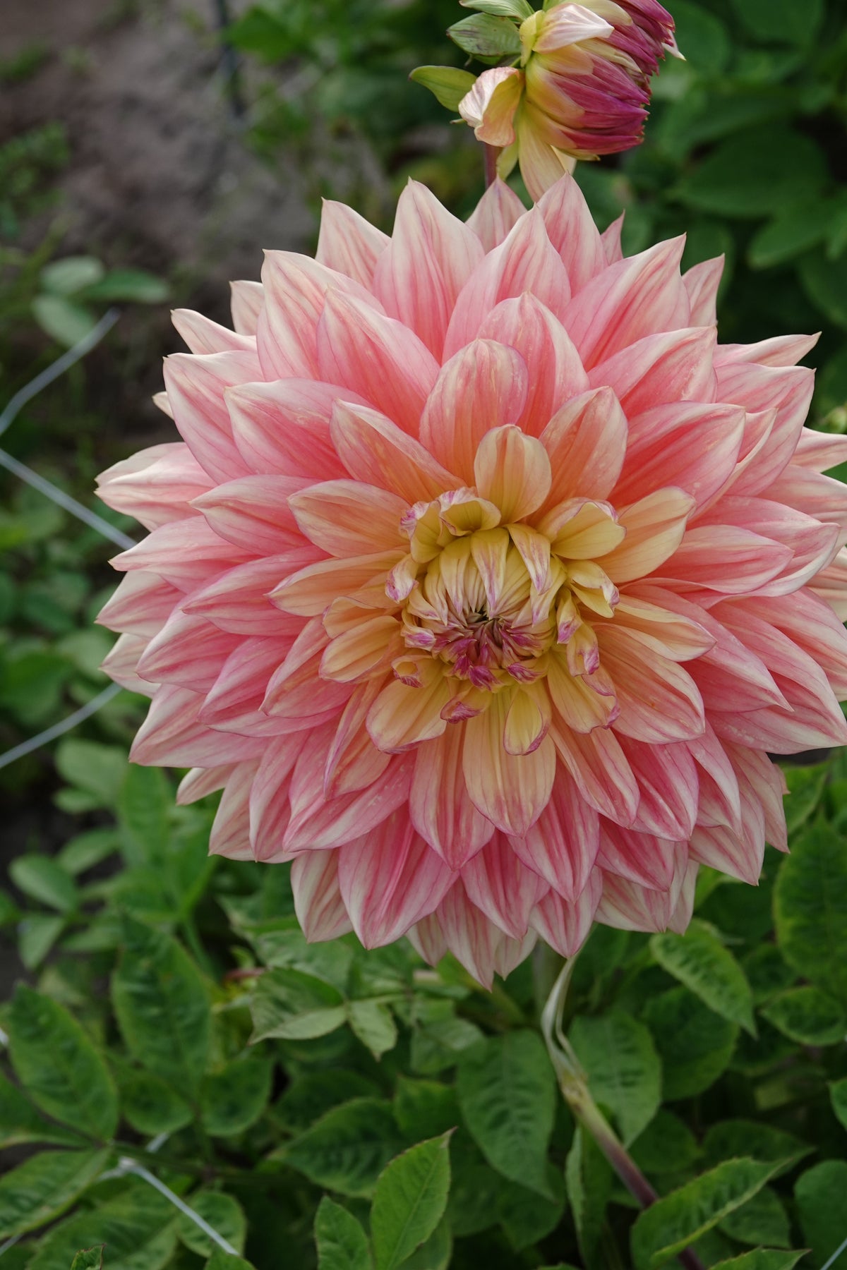Dahlie Wandas Aurora
