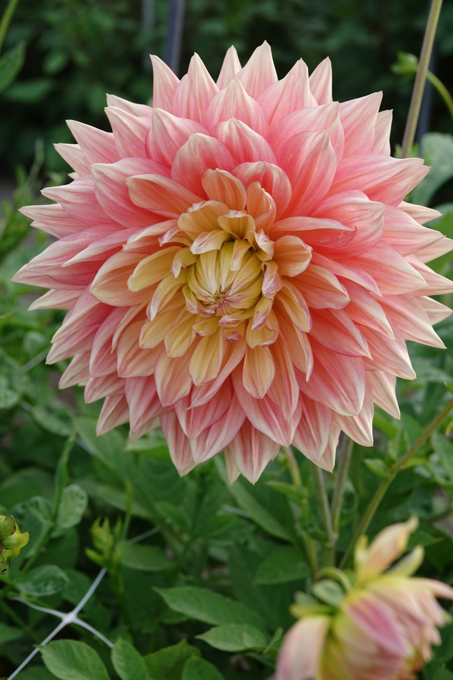 Dahlie Wandas Aurora
