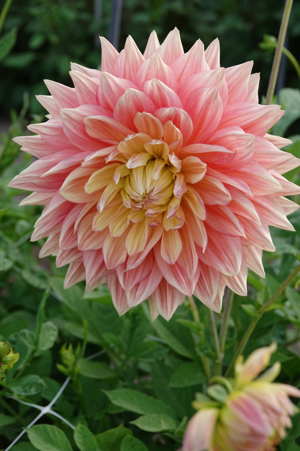 Dahlie Wandas Aurora