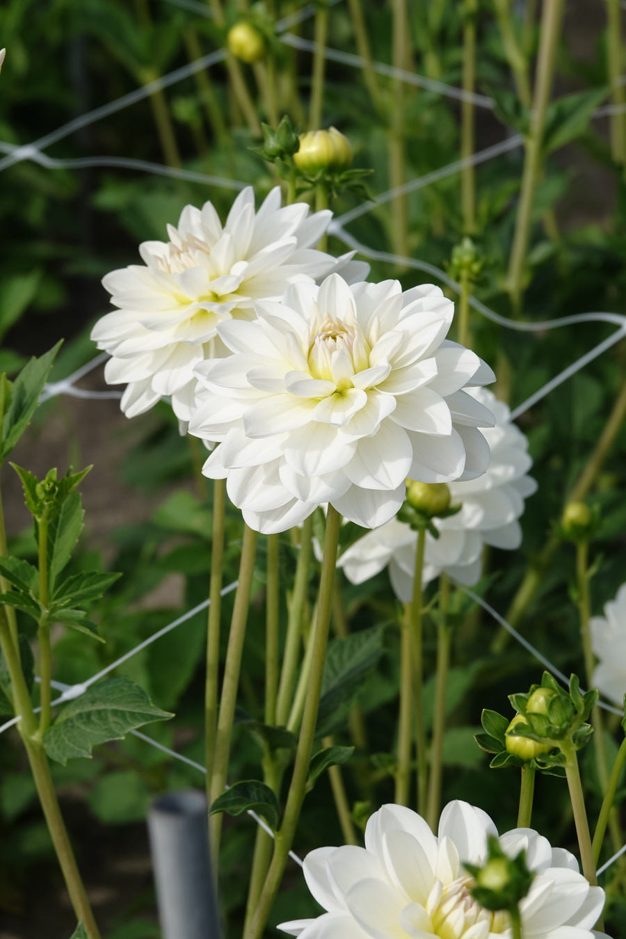 Dahlie White Onesta