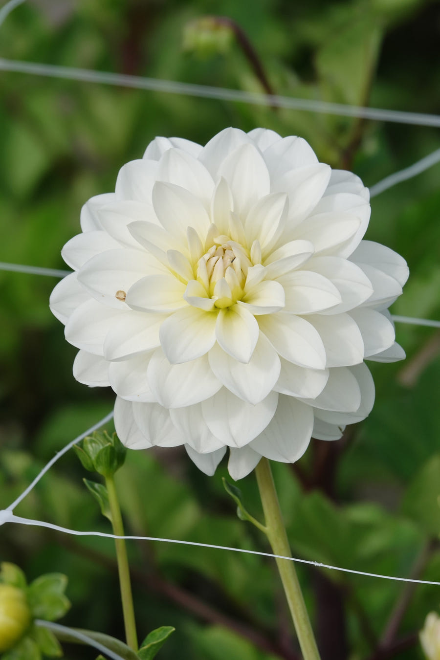 Dahlie White Onesta