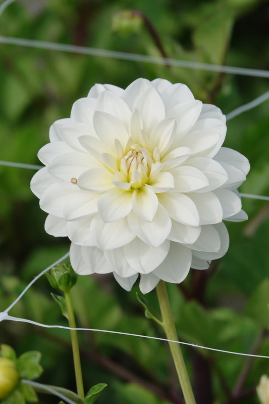 Dahlie White Onesta