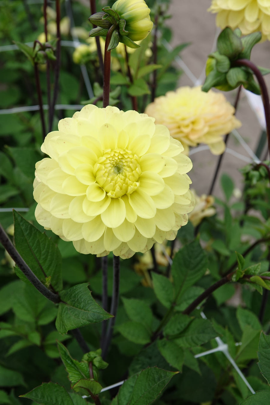 Dahlie Yellow Don