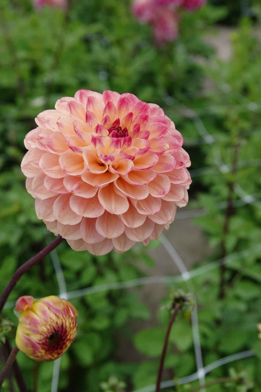 Dahlie 'Yellow Jill'