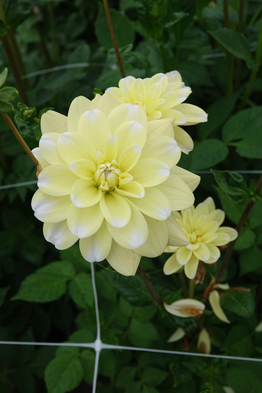 Dahlie Yellow Perception