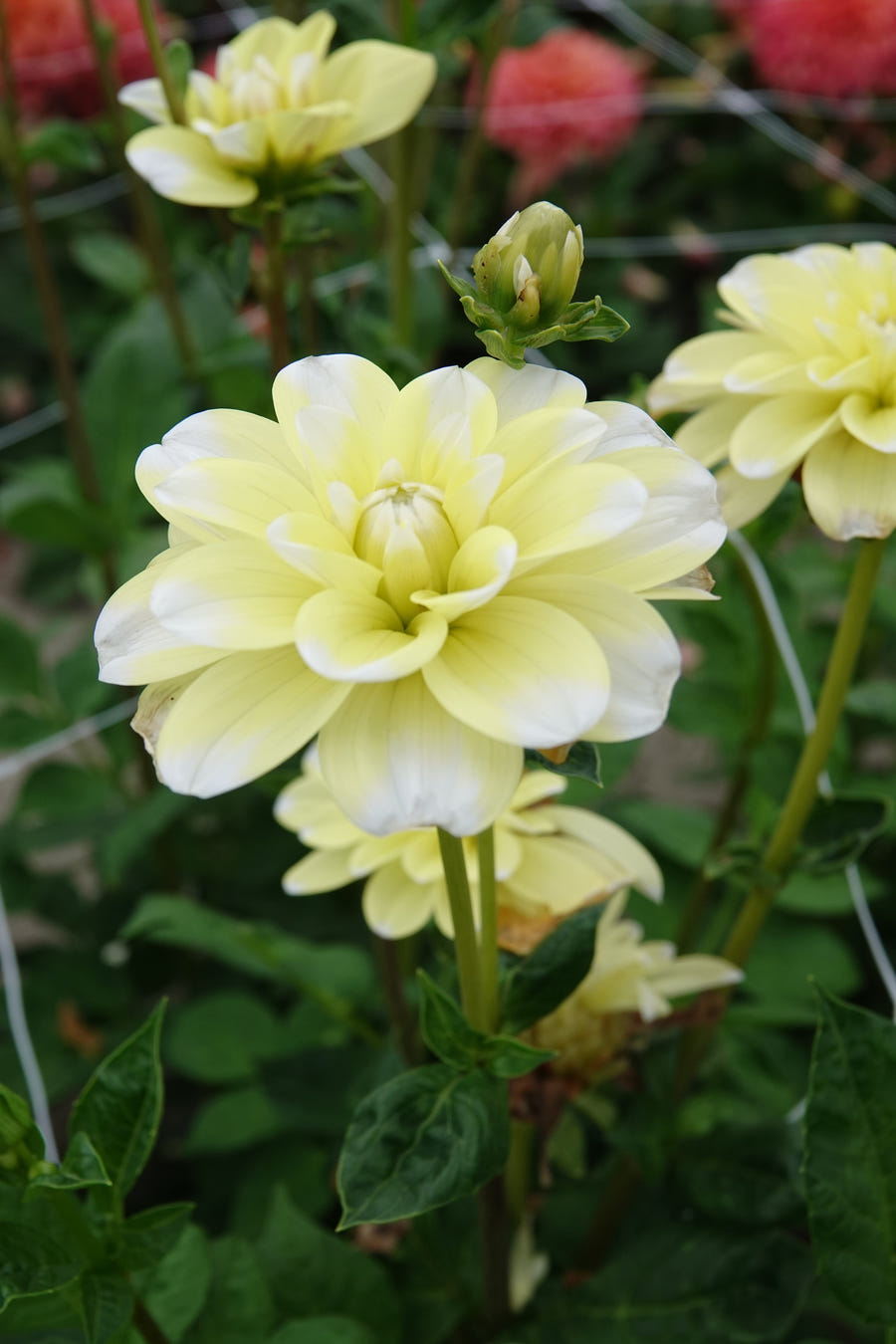 Dahlie Yellow Perception