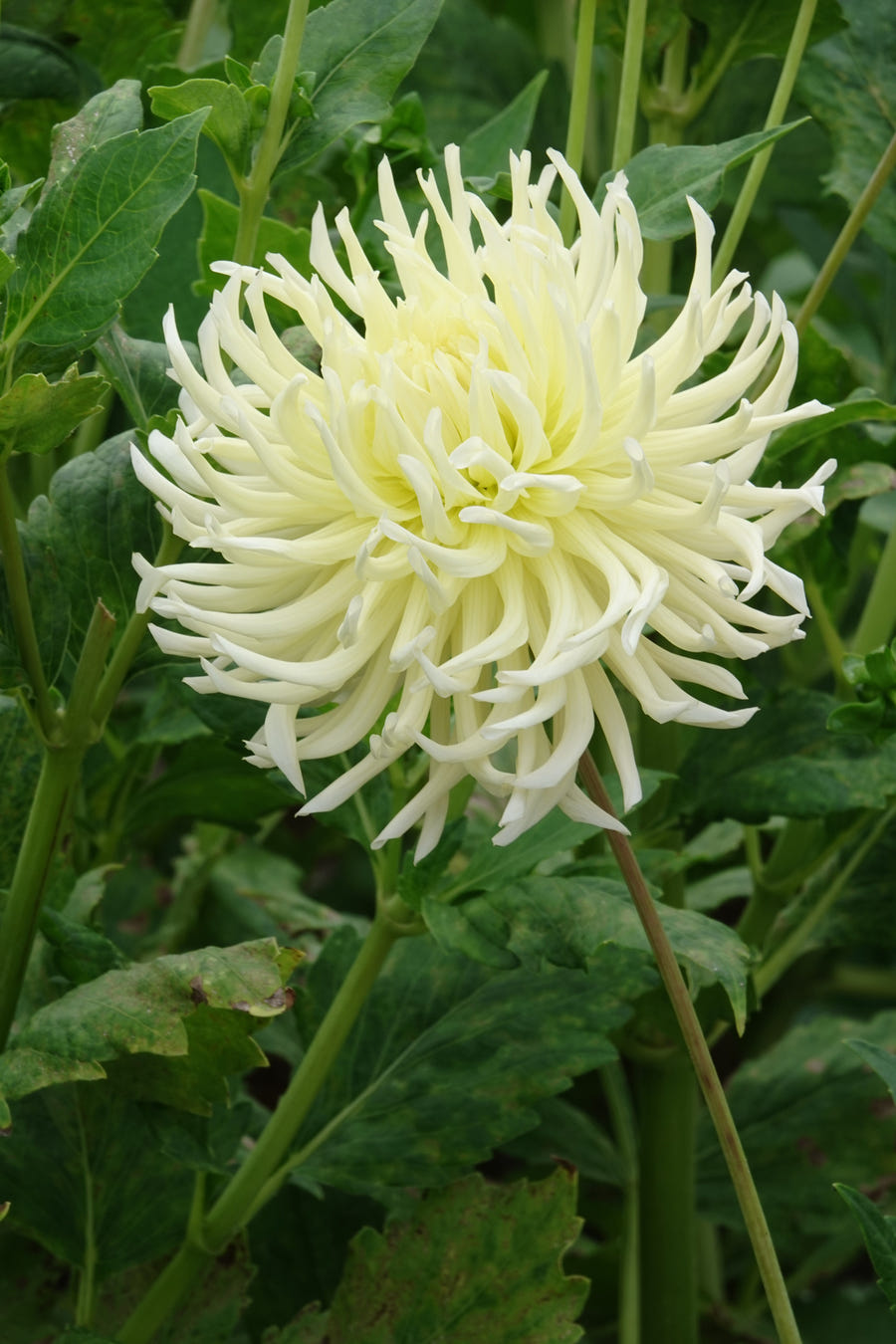 Dahlie 'White Star'